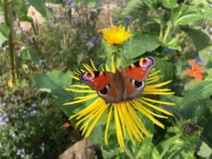 Der Garten der Rauschenbachs ist ein Paradies für Flora und Fauna. © Sonja Rauschenbach