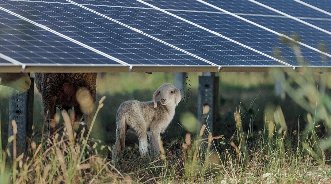 Biodiversität: der andere Blick auf Solarparks