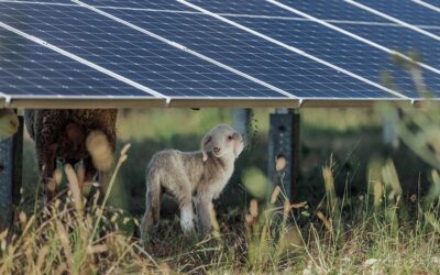 Biodiversität: der andere Blick auf Solarparks